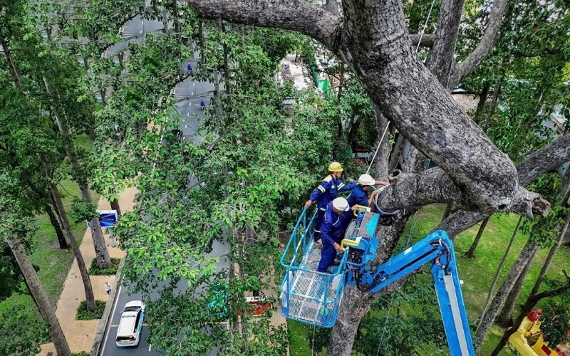 xe nâng boom lift phục vụ cắt tỉa cây cao tại đô thị
